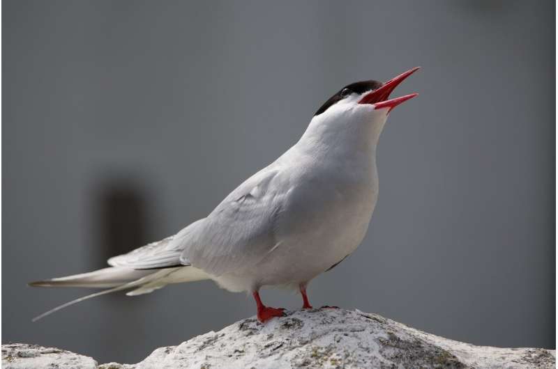 Arctic Terns